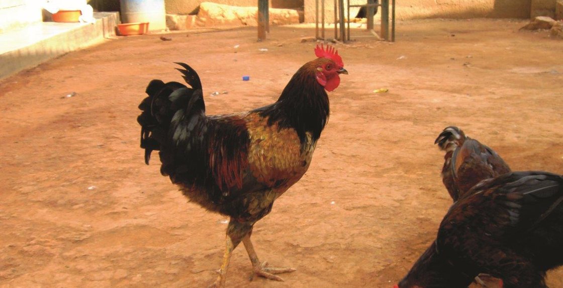 A Hen